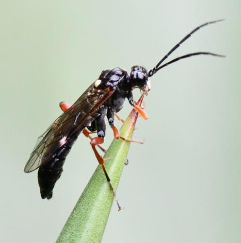 Tenthredopsis litterata